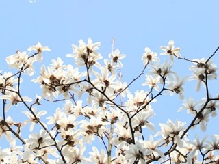 春来明德 | 万紫千红总是春，无边光景一时新