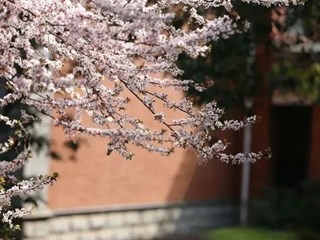 【科技读书节】已识乾坤大，犹怜草木青|明德中学高一年级校园植物鉴赏大赛